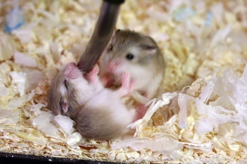 Sự phát triển của Hamster con kinh nghiệm nuôi Hamster