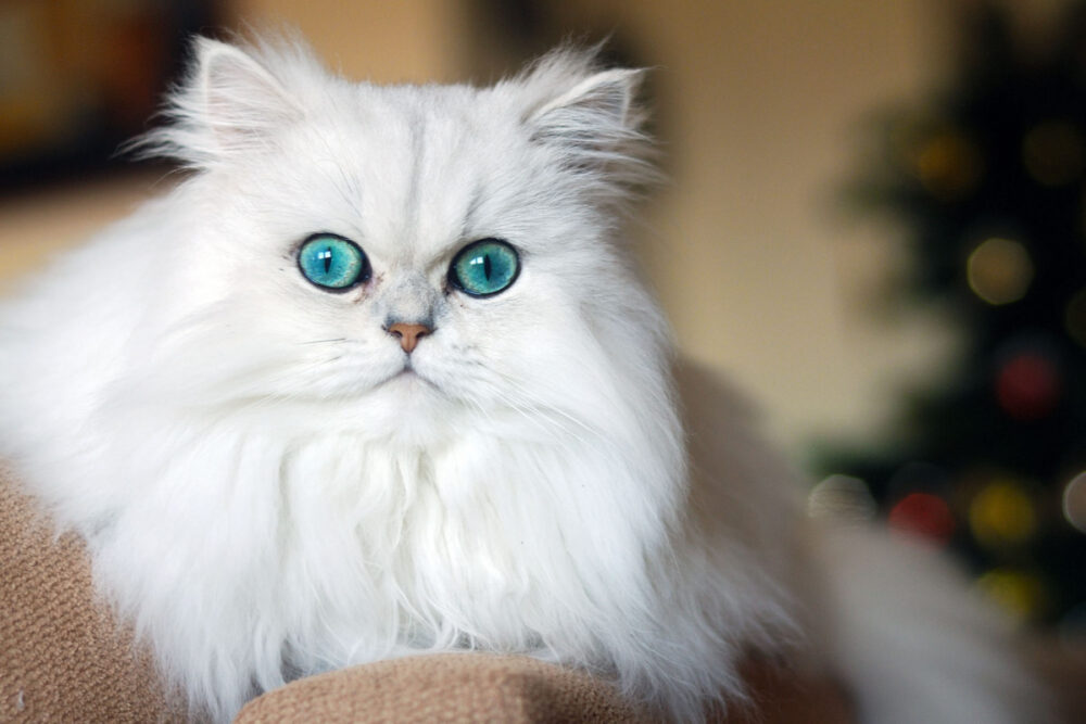 Mèo Ba Tư thuần chủng hay còn được gọi là mèo mặt tịt, mèo Ba Tư kiểu cũ, mèo Ba Tư mũi dài