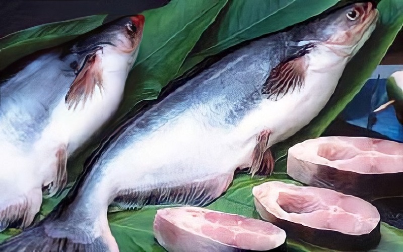 Giá trị dinh dưỡng và lợi ích của cá basa bạn nên biết
