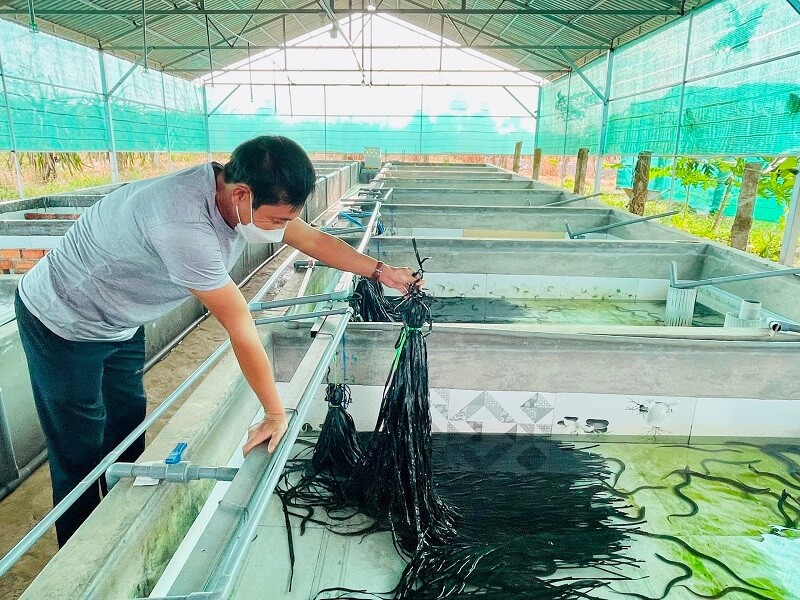 Kinh nghiệm chuẩn bị nuôi lươn không bùn