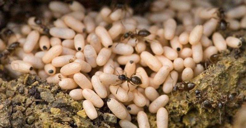 Loài kiến có số lượng đông đảo nhất trên thế giới 