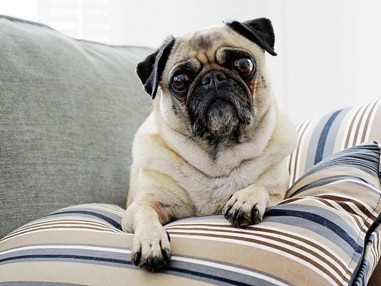 Kinh Nghiệm Nuôi Chó Pug mặt xệ chi tiết từ A-Z người mới