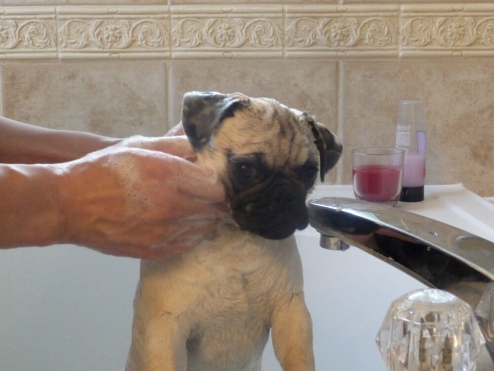 Tắm cho chó Pug để đảm bảo vệ sinh