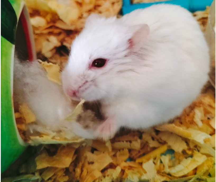 Giới thiệu đôi nét về chuột Hamster