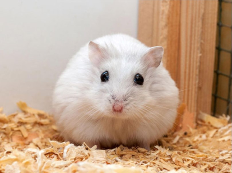 Chuẩn bị lồng có kích thước phù hợp với Hamster - kinh nghiệm nuôi Hamster