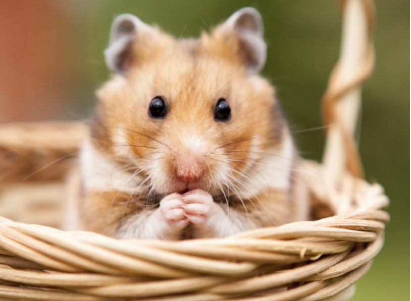 Không mang chuột Hamster về nuôi khi chưa có sự chuẩn bị