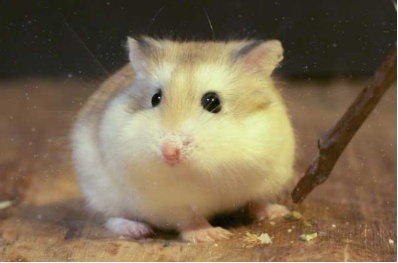 Không nuôi, thả Hamster trong nhà - kinh nghiệm nuôi Hamster