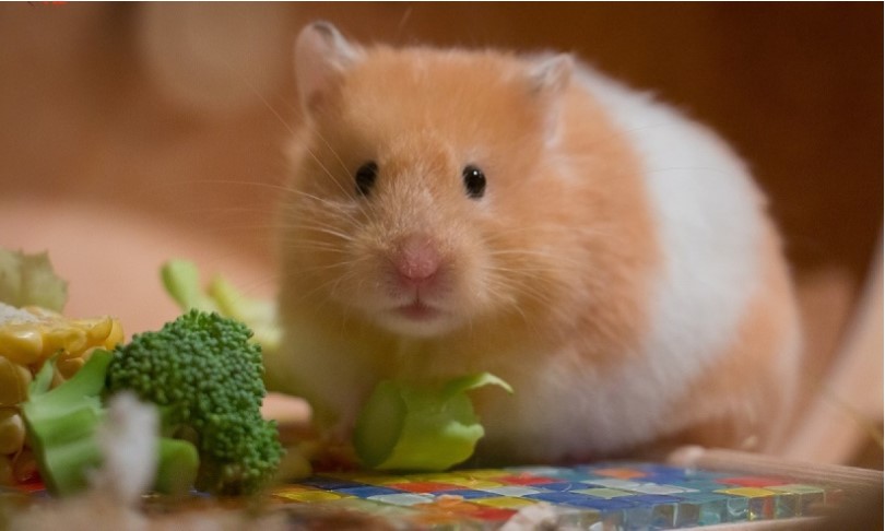Đừng nên cho Hamster ăn vặt quá nhiều