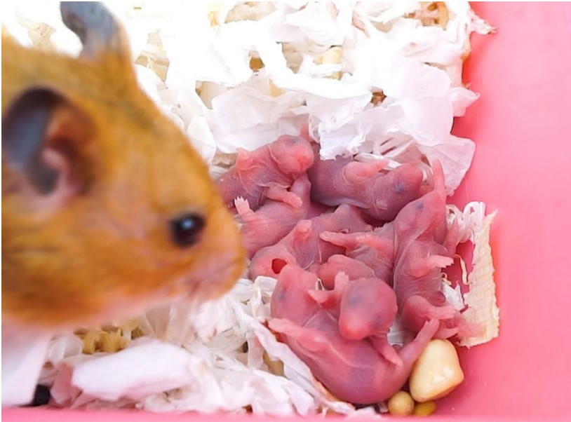 Thức ăn cho Hamster mẹ - kinh nghiệm nuôi Hamster