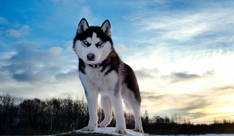 Husky là một trong những dòng chó lừng danh trên thế giới về mức độ dễ thương