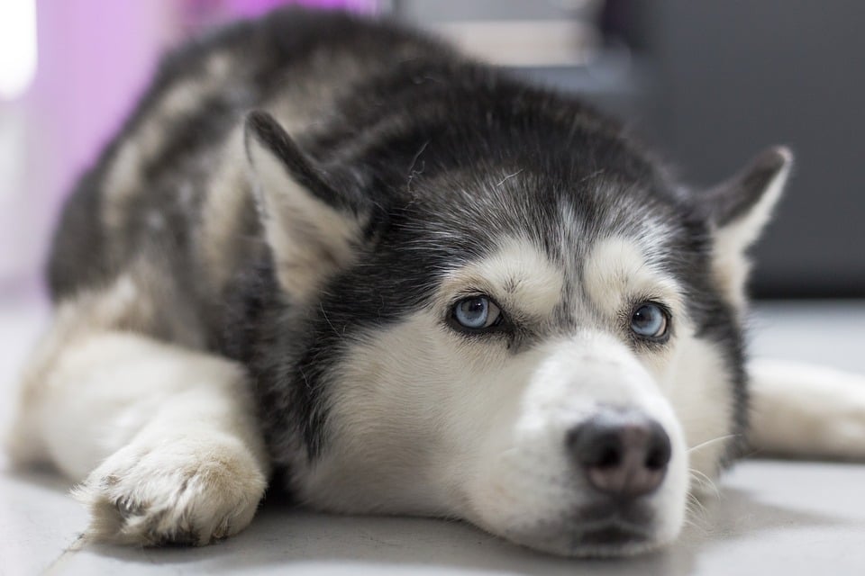 Bệnh ho cũi chó hay còn được biết đến là bệnh viêm phế quản truyền nhiễm