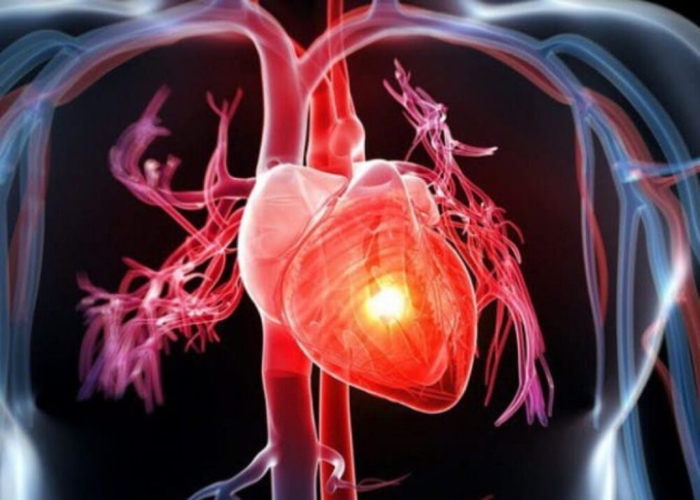Trong hệ thống tim mạch thì tim giữ vai trò rất thiết yếu