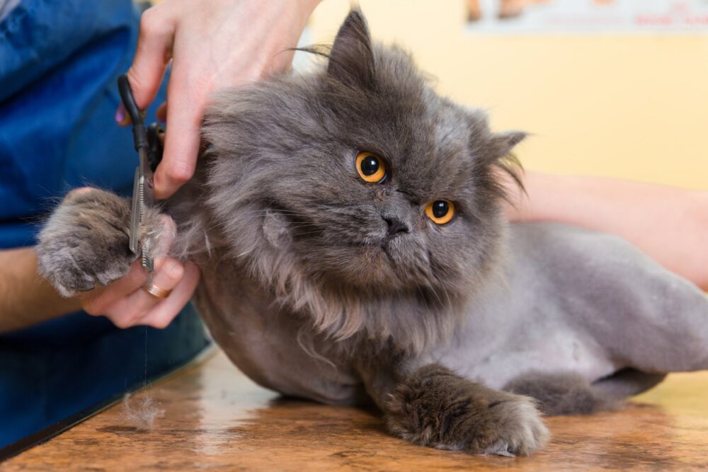 Kinh nghiệm nuôi mèo Ba Tư suôn mượt, ít rụng lông?