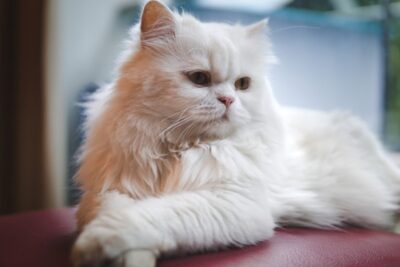 Kinh nghiệm nuôi mèo Ba Tư chi tiết nhất cho người mới