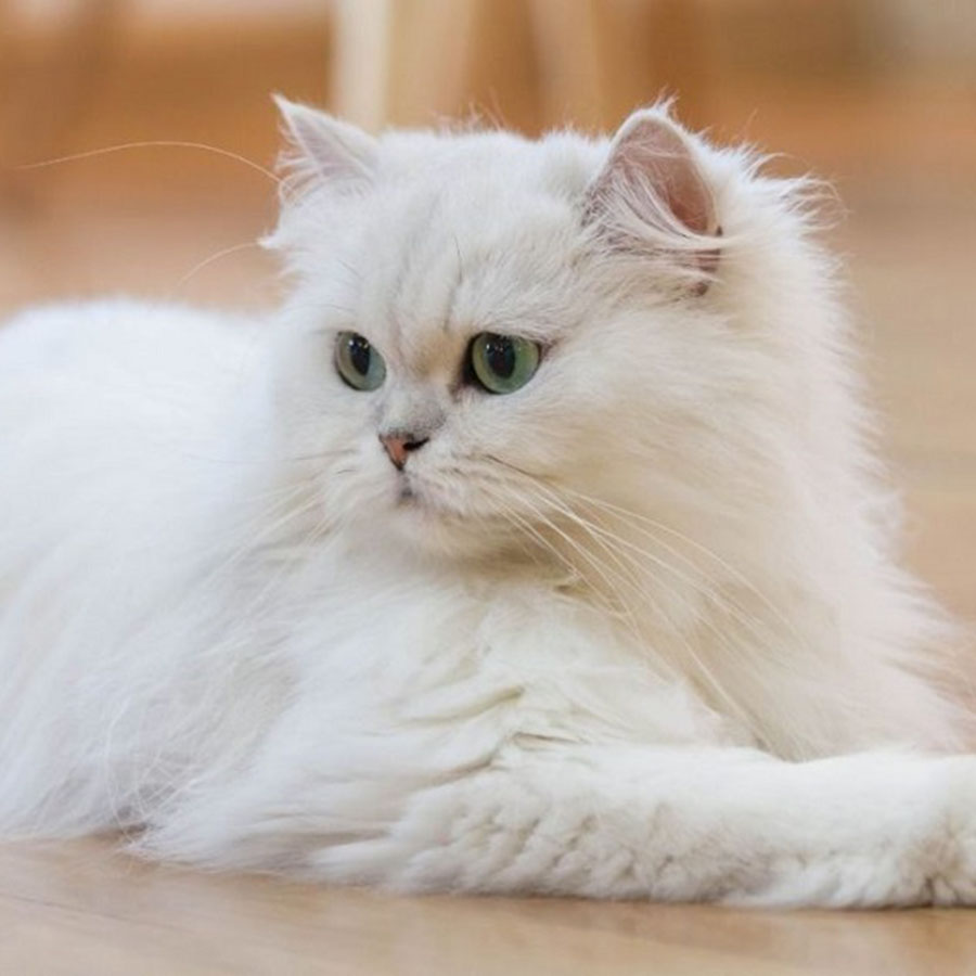 Một số đặc điểm về ngoại hình của giống mèo Ba Tư