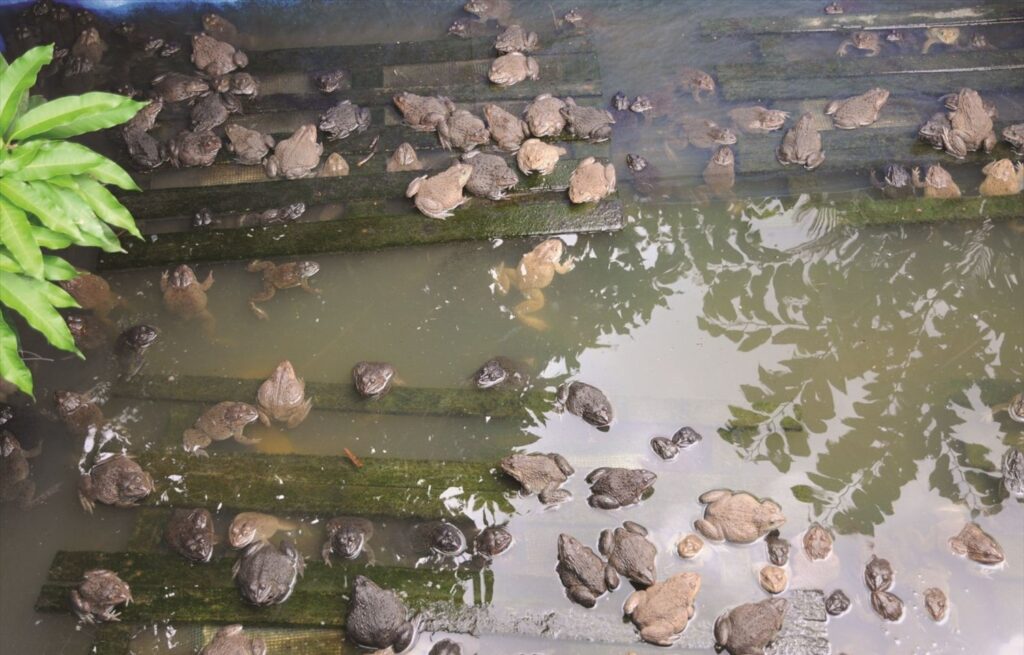 Kinh Nghiệm Nuôi Ếch Không Phải Ai Cũng Biết