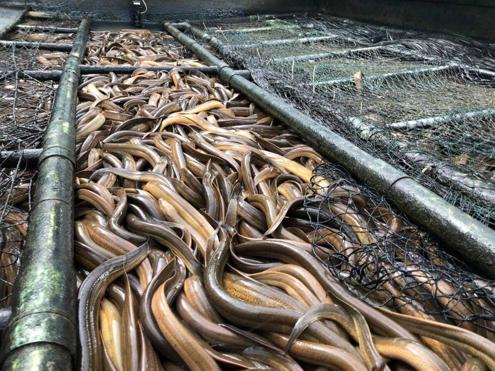 Lý do nên chọn nuôi lươn không bùn