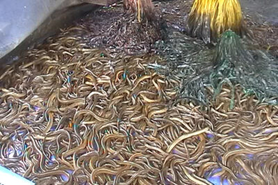 Kinh nghiệm nuôi lươn không bùn hiệu quả kinh tế cao