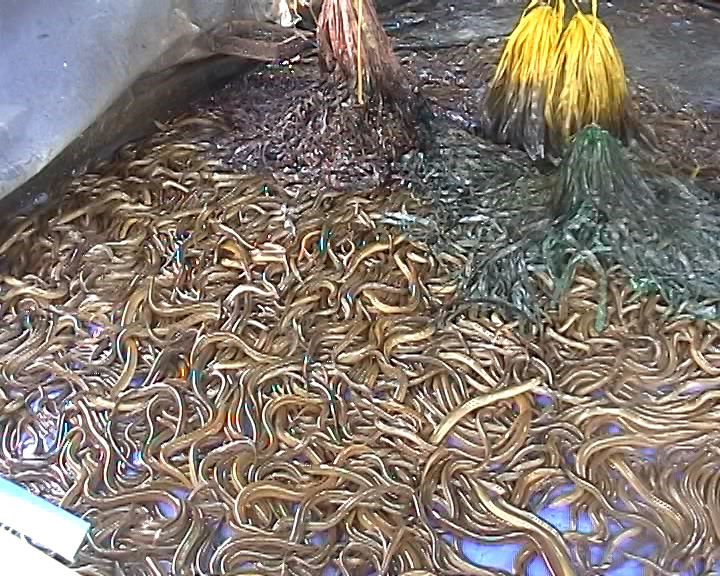 Kinh nghiệm thức ăn nuôi lươn không bùn